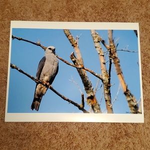 13" X 19" Beautiful picture of nature 🐦